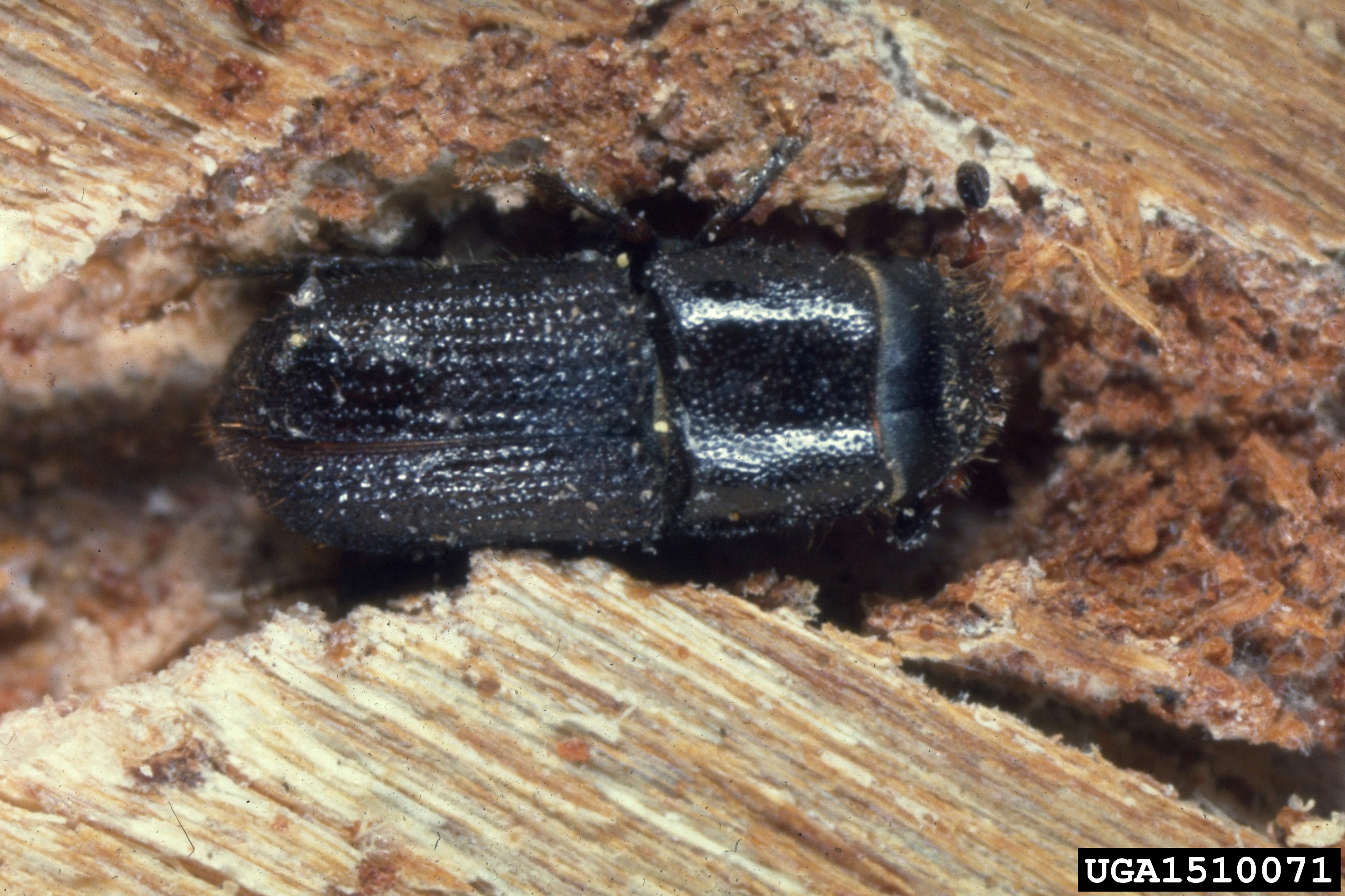Invasives-Southern-Pine-Beetle
