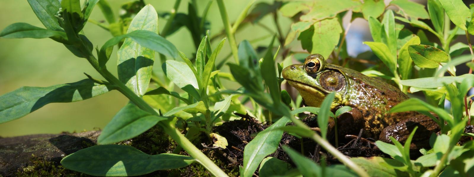 Frog - photo Thomas J. Faust