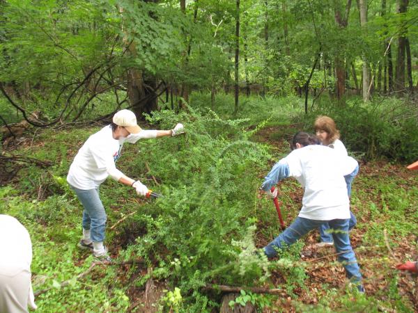 Pepsico volunteers clear  barberry from the new Teatown-Kitchawan Trail in Westchester County.